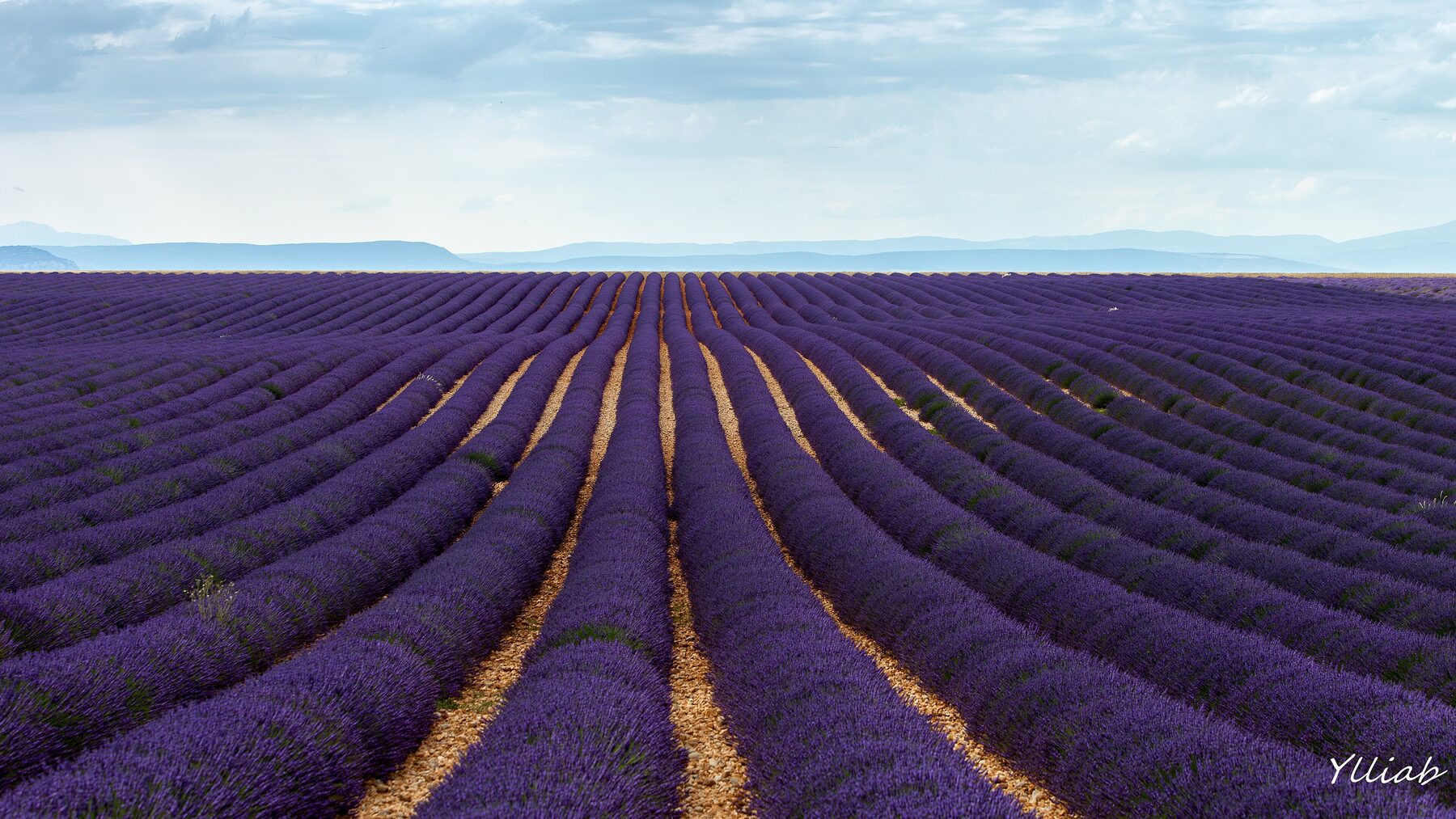Lavendelveld in de Provence